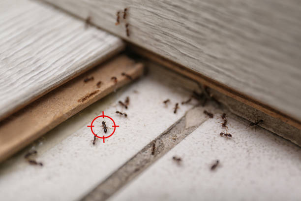 Best Residential Pest Control  in Kekoskee, WI